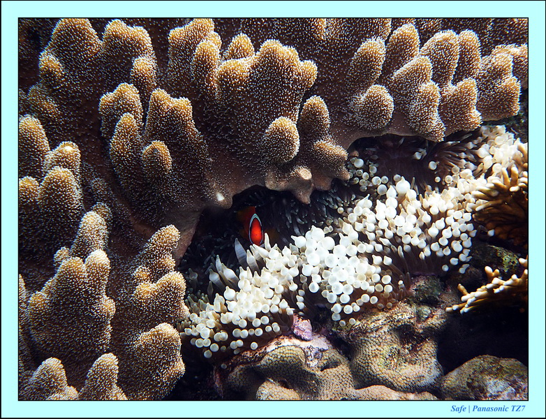 2012 - 07 - Apoh Island 18